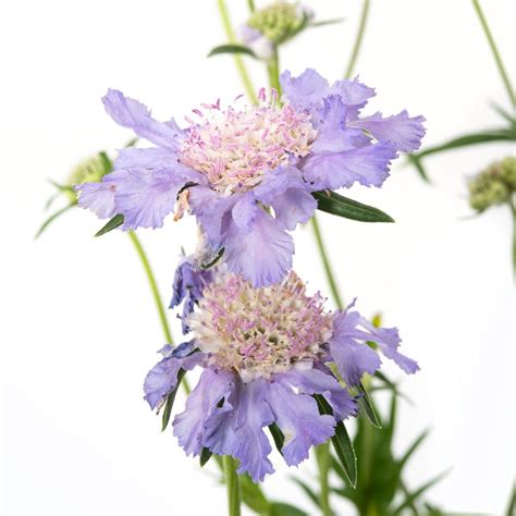 Skabiose Perfecta Blue Scabiosa Caucasica Perfecta Blue Günstig Kaufen