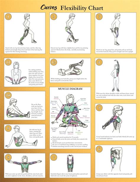 flexibility chart curves workout post workout stretches stretch routine