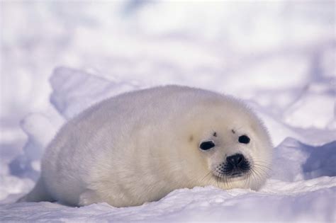 Seal Hd Wallpaper Background Image 2560x1703 Id