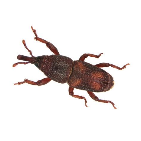 Rice Weevil — Insects Limited