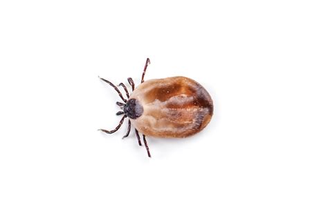 Ticks Identification Environment Threats Treatment