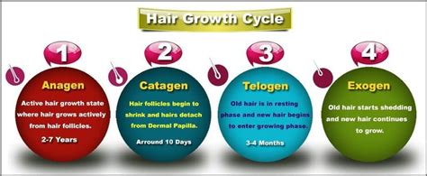 The Mechanism Of Hair Growth Cycle