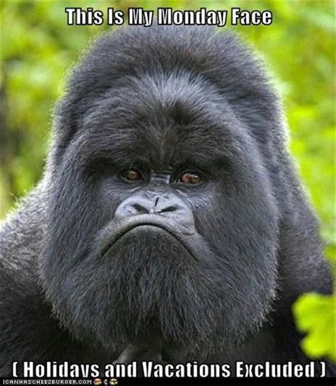 Lovethispic's pictures can doing this will save the funny monday quotes picture to your account for easy access to it in the. funny monday pictures 10 - Dump A Day
