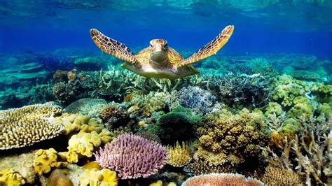 National Geographic Documentary Ocean Animals Life Under
