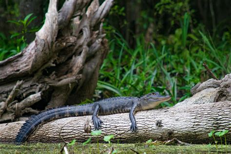 Alligator Sunning On A Log Stock Photo Download Image Now Istock