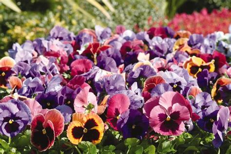 Pansy Viola X Wittrockiana Matrix Coastal Sunrise Mix Lucas Greenhouses