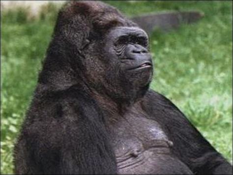 Koko The Gorilla Who Mastered Sign Language Dead At 46 Cbs News