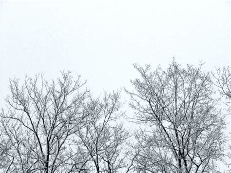 Free Images Tree Branch Snow Winter Bird Black And White Sky