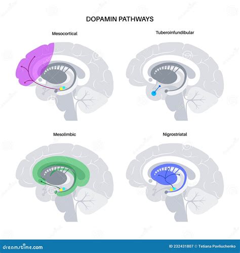 Dopamine Pathway Concept Stock Vector Illustration Of Disease 232431807
