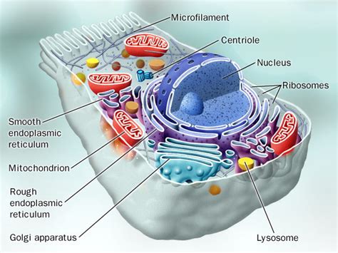 The cells are composed of many or one cells that perform their individual functions. BIOTEK: CORE A - CELL STRUCTURE