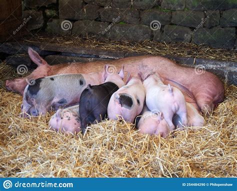 Piglets Suckling From A Sleeping Sow In A Barn Surrounded By Straw
