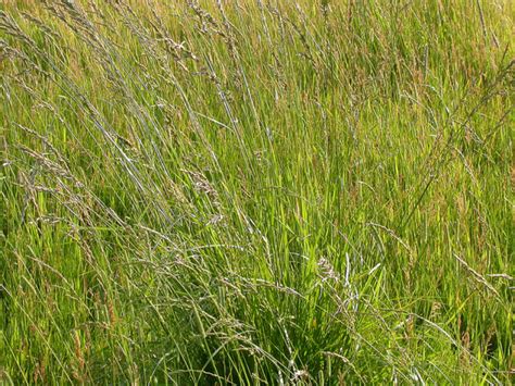 Fescue Grass Benefits And Considerations Kingfish Pest Control