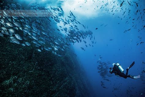 Scuba Diver Photographer Lone Stormy Seas Fish Underwater Lh57009