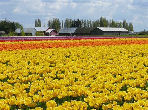 Mar 27, 2021 · when is the skagit valley tulip festival? File:Skagit Valley Tulip Festival.jpg - Wikimedia Commons