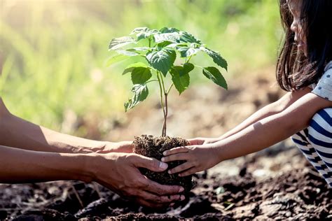 Domingo 18 é Dia De Plantar Uma árvore E Ajudar A Salvar O Planeta