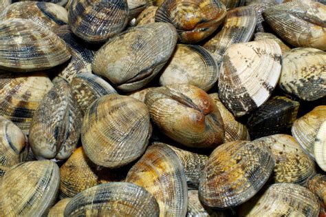 Find Fresh Shellfish In Yarmouths Coastal Waters Yarmouth Cape Cod