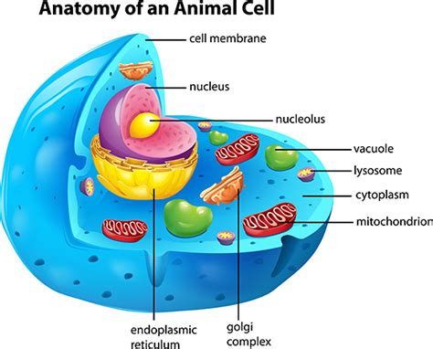 Animal cell diagram plasma membrane. click to enlarge