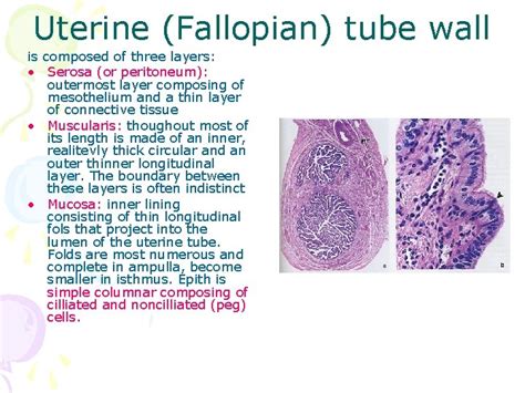 Histology Of Female Reproductive System Petek Korkusuz MD