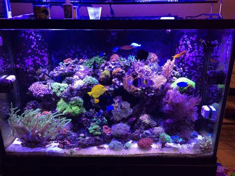 My 150 Gallon Reef Sam Bonahoom Saltwater Aquarium Aquarium Fish