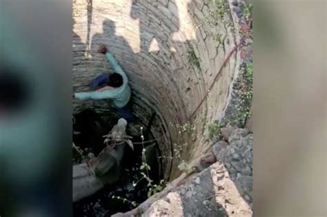 Bull Turns On Rescuer After Falling Into A Well