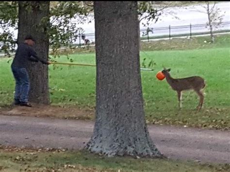 Pumpkinhead Deer Rescued By Anderson Neighbors