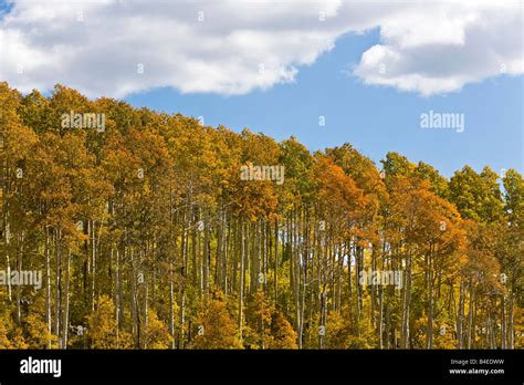 Quaken Aspen Trees Autumn Sky Wasatch Mountains In Utah Stock Photo Alamy