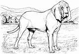Coloring Dog Realistic Bloodhound Printable Greyhound Supercoloring Animal Hound Puppy Dogs Colouring Sheets Breed Drawing Pound Main Super Clipart Via sketch template