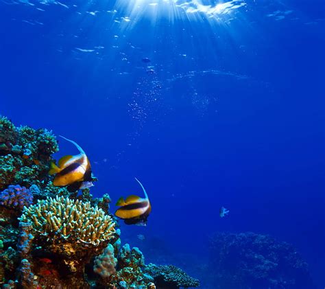 Underwater Coral Fish Ocean Undersea Hd Wallpaper Peakpx