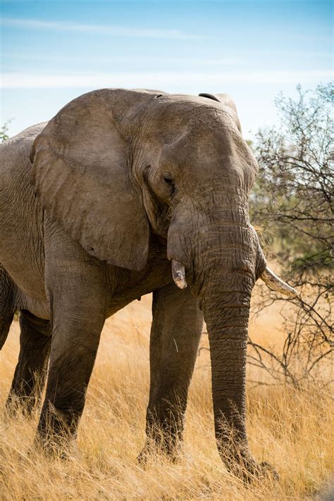 A Male Elephant In Botswana Smithsonian Photo Contest Smithsonian