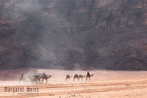 World Camel Day 2020 Margaret Weiss Photography