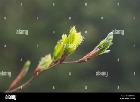 Budding Leaves Of A Tree In Spring Stock Photo Alamy