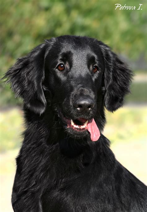 Flat Coated Retriever Photo Cute Puppies Dogs And Puppies Cute Dogs