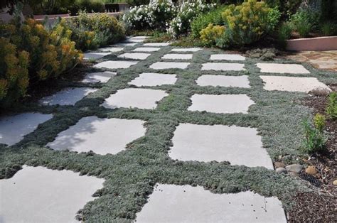 Drought Tolerant Ground Cover San Diego Ground Cover Good