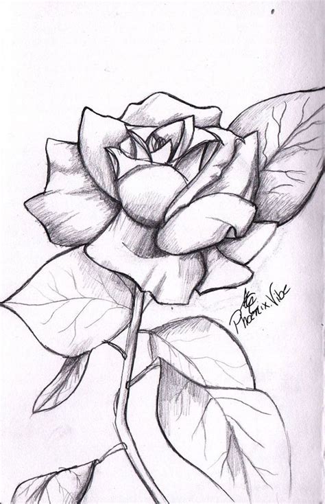 Los Mejores Ejemplos De Dibujos De Rosas