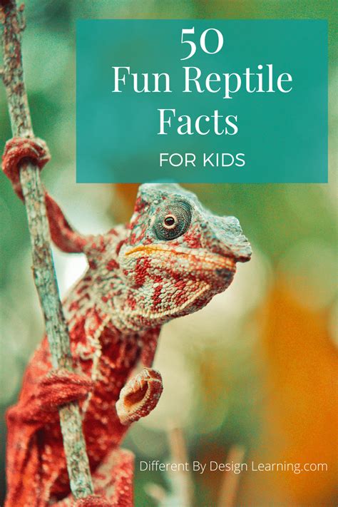 50 Fun Reptile Facts Your Kids Will Love Different By Design Learning