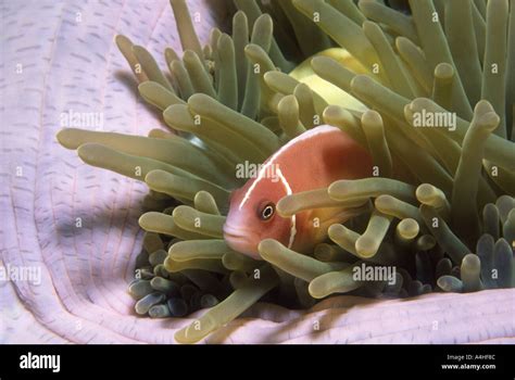 Pink Clownfish Sheltering In Its Anemone Stock Photo Alamy