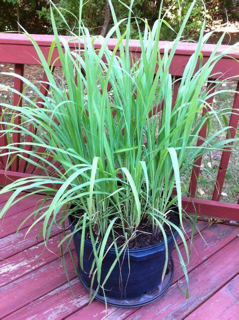 Lemon essential oil has antimicrobial properties which make it nice to add to vinegar to clean counter tops and other surfaces (be sure your surface is. How to Grow Lemongrass | Lemongrass plant, Citronella ...