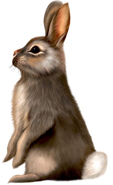 Painted Brown Bunny Clipart Дикие животные Животные Лесные животные
