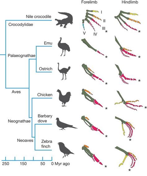 Divergent Evolution Of Birds Homologous Structures Of Wings And Feet