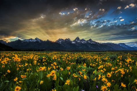 Wild For Wildflowers Us Department Of The Interior
