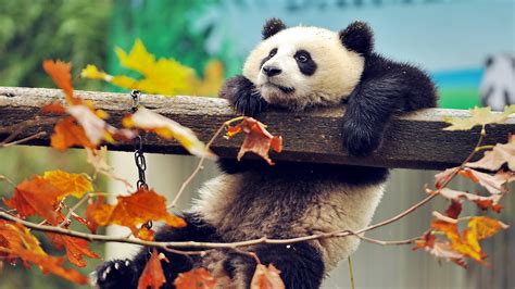 Panda Bear Wallpaper ·① Wallpapertag