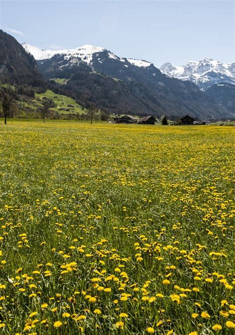 Flowering Meadows In Switzerland Stock Image Image Of Home Lawn
