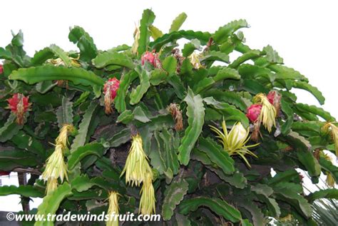 Learn how to correctly pot your plant and choose the appropriate soil type. Dragon Fruit - Hylocereus undatus - Seeds - Seeds