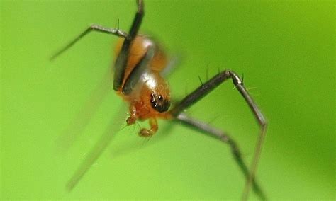 Nephilengys Malabarensis Spider Loses Its Penis During Sex