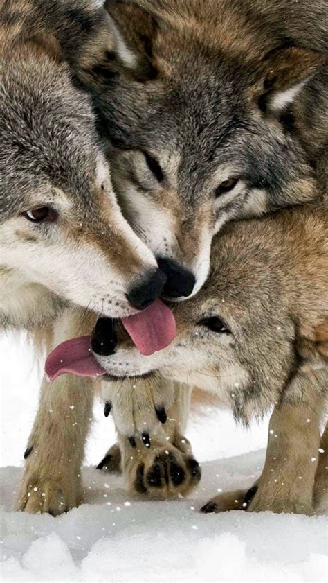 Winter Wolves Iphone 5 Wallpaper 640x1136
