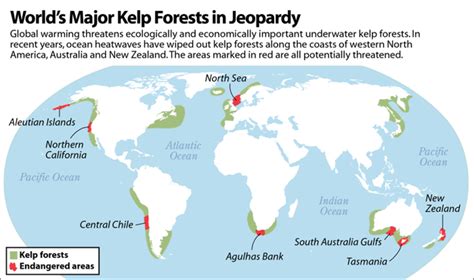 Kelp Forests On Decline