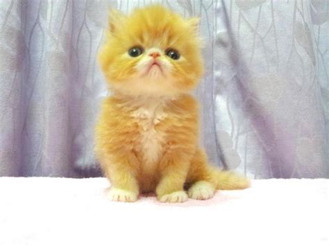 Persian Kitten Sold 6 Years 2 Months Flat Face Persian