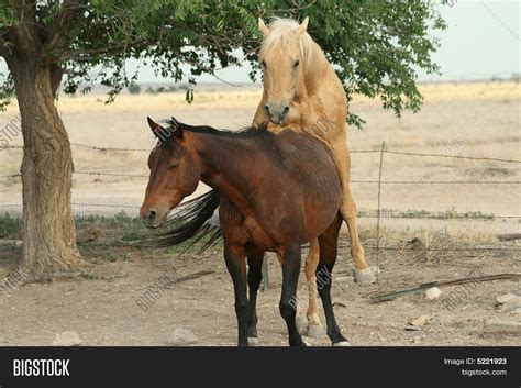Horses Mating Image And Photo Bigstock