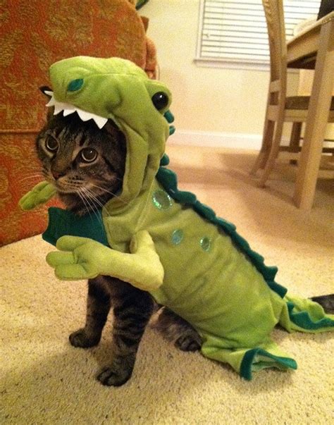 Cats In Funny Costumes 15 Photos Funcage
