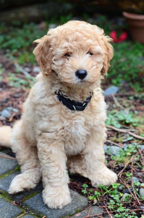 Goldendoodle Puppy Growth Week By Week Pictures Cute Puppies